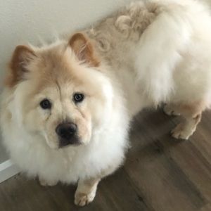 Meet your Posher, Pedro